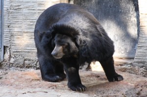 Bear-Black