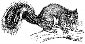 Squirrel_sketch