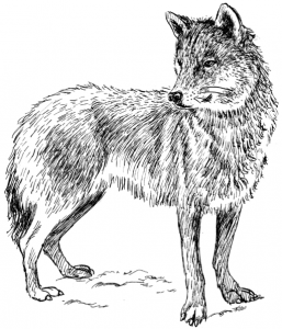 Wolf_3_(PSF)
