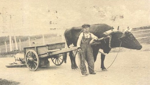 pioneer boy1
