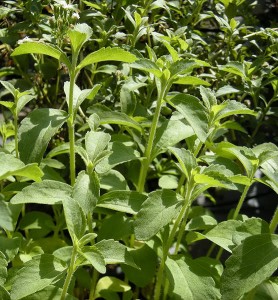 HerbNerd-Stevia_rebaudiana