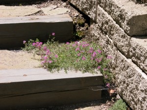 HerbNerd-Thyme_Paver