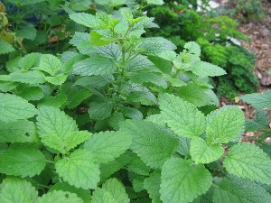 HerbNerd-lemon-balm
