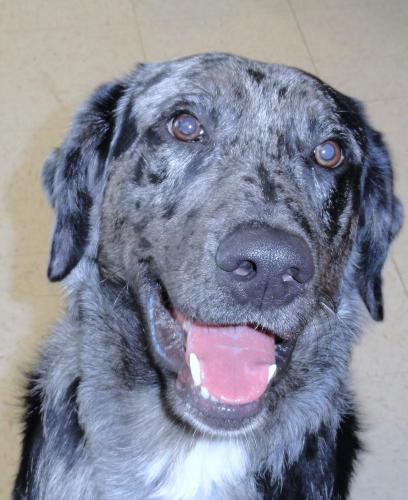 dog-jethro