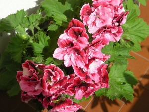 640px-Pelargonium_grandiflorum