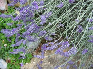 Lavender-flowers