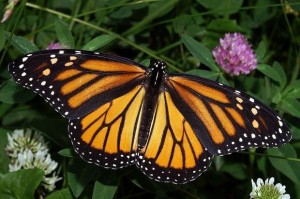 Monarch_Female