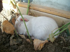 Tooey-sleeping-2-2-13