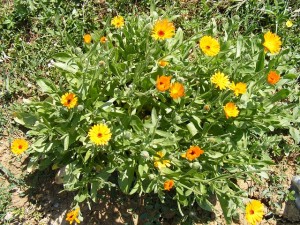 calendula
