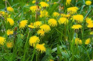 dandelion-