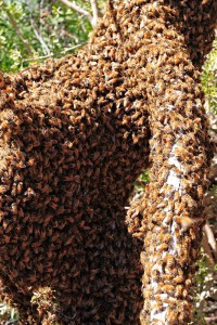 honey Bee_swarm_on_fallen_tree02