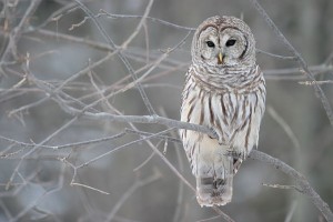 owl