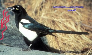 magpie