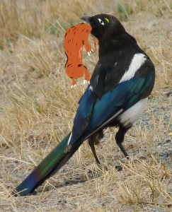 Magpie2