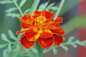 HN Marigolds
