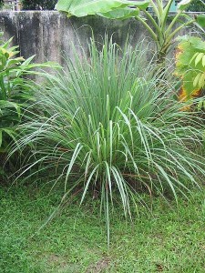 HN citronella