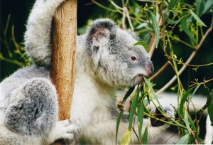 640px-Koala-ag1