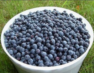 blueberries