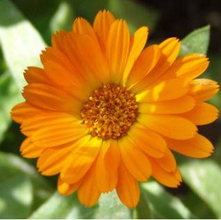 calendula1