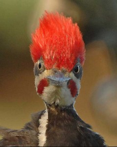 pileated_woodpecker_071