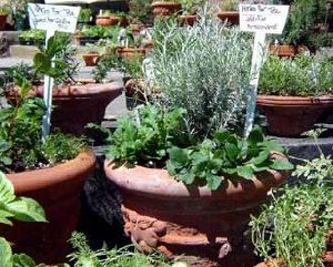 pot garden