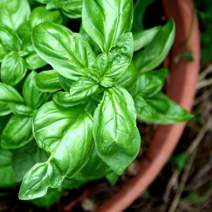 sweet-basil-plant-in-terra-cotta-pot-600x600