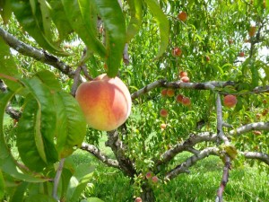 peaches from monroe's