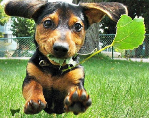 dog-email2