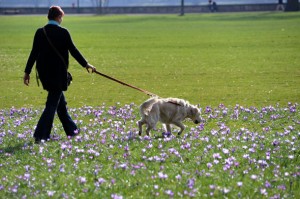email-dog4
