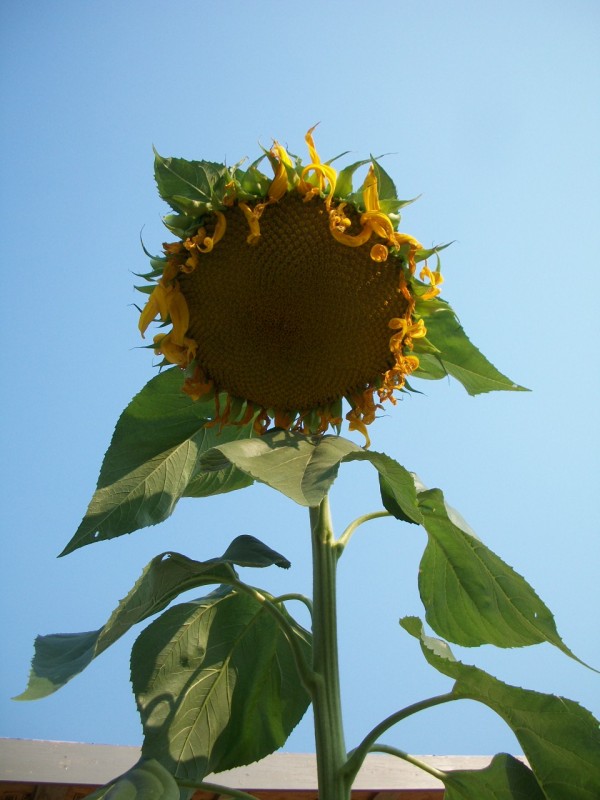 garden-sunflowers3-8-21-13