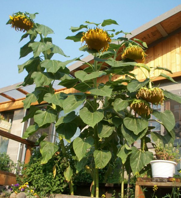 garden-sunflowers5-8-21-13