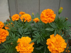 marigold1