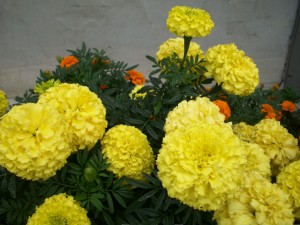 marigold2