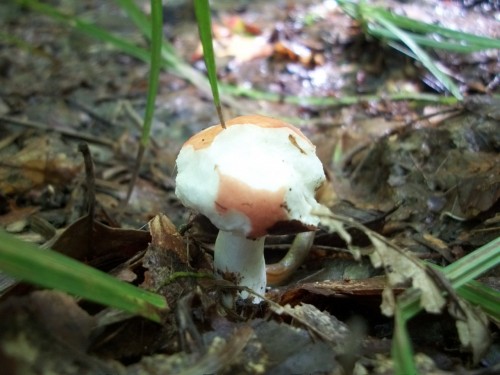 mushroom