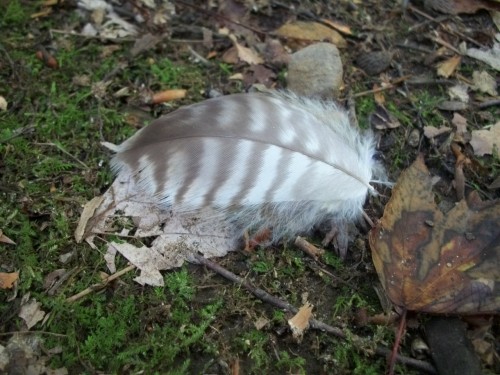 feather
