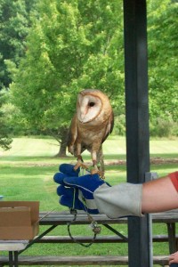 owl