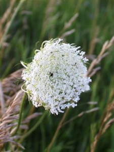 wild carrot2