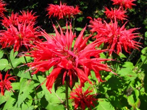 HNBeeBalm