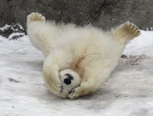 polar-bear