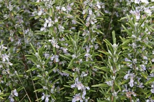 rosemary2