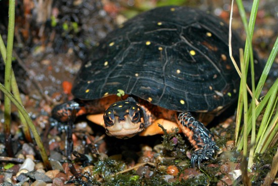 spotted-turtle
