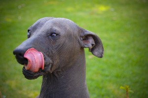 Xoloitzcuintle.