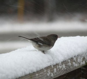 bird-snow-feature
