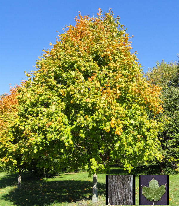 black-maple-tree