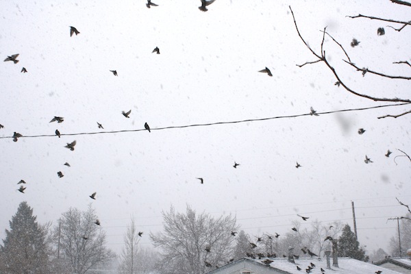 flock-of-birds-in-snow-storm
