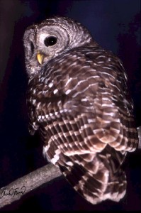barred-owl-night