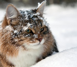 cat-winter