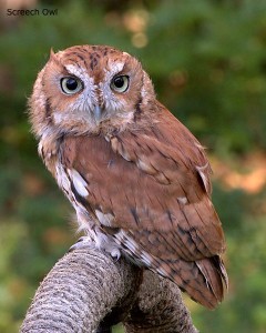 screech-owl