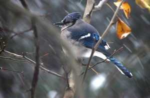 For the Birds Part 1