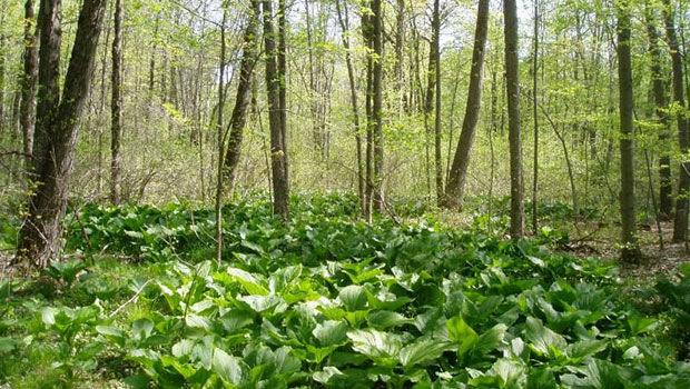 Portage Park District